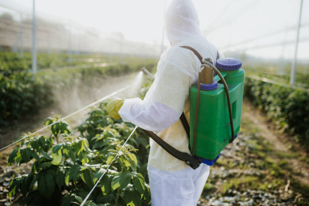 Wasp Removal Services in Avra Valley, AZ